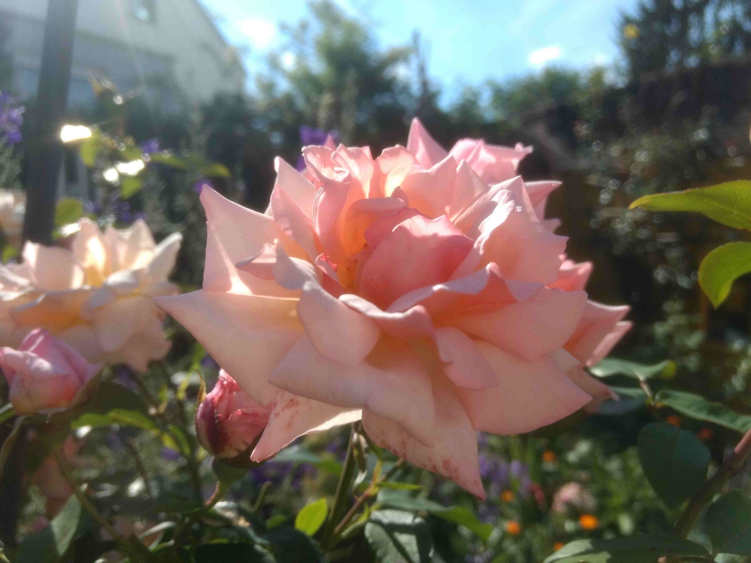 Apricotfarbene Rose (Foto: Corinna Russow/HKI Erlangen).