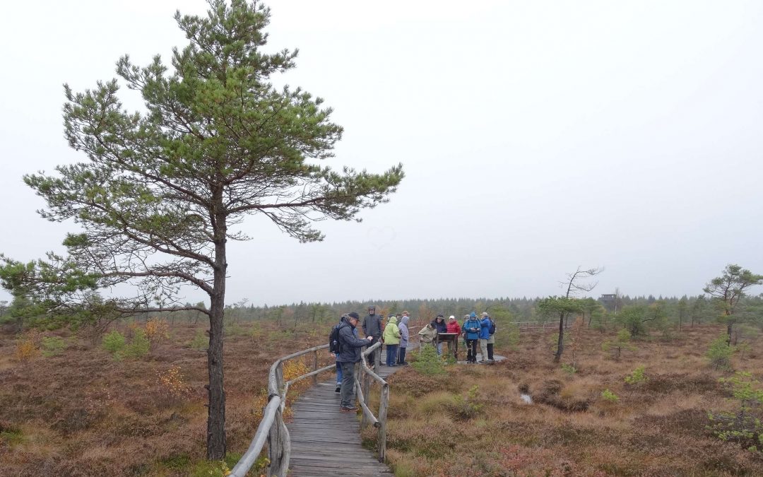 links im Bild steht ein Baum, auf einem Holzsteg durch die Heide sind mehrere Personen unterwegs (Foto: Werner Russow/HKI Erlangen).