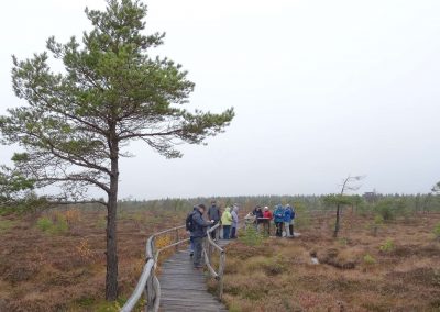 links im Bild steht ein Baum, auf einem Holzsteg durch die Heide sind mehrere Personen unterwegs (Foto: Werner Russow/HKI Erlangen).